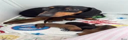 Miniature Dachshund dogs for sale: Beautiful Miniature Dachshund Puppies - Advert 15