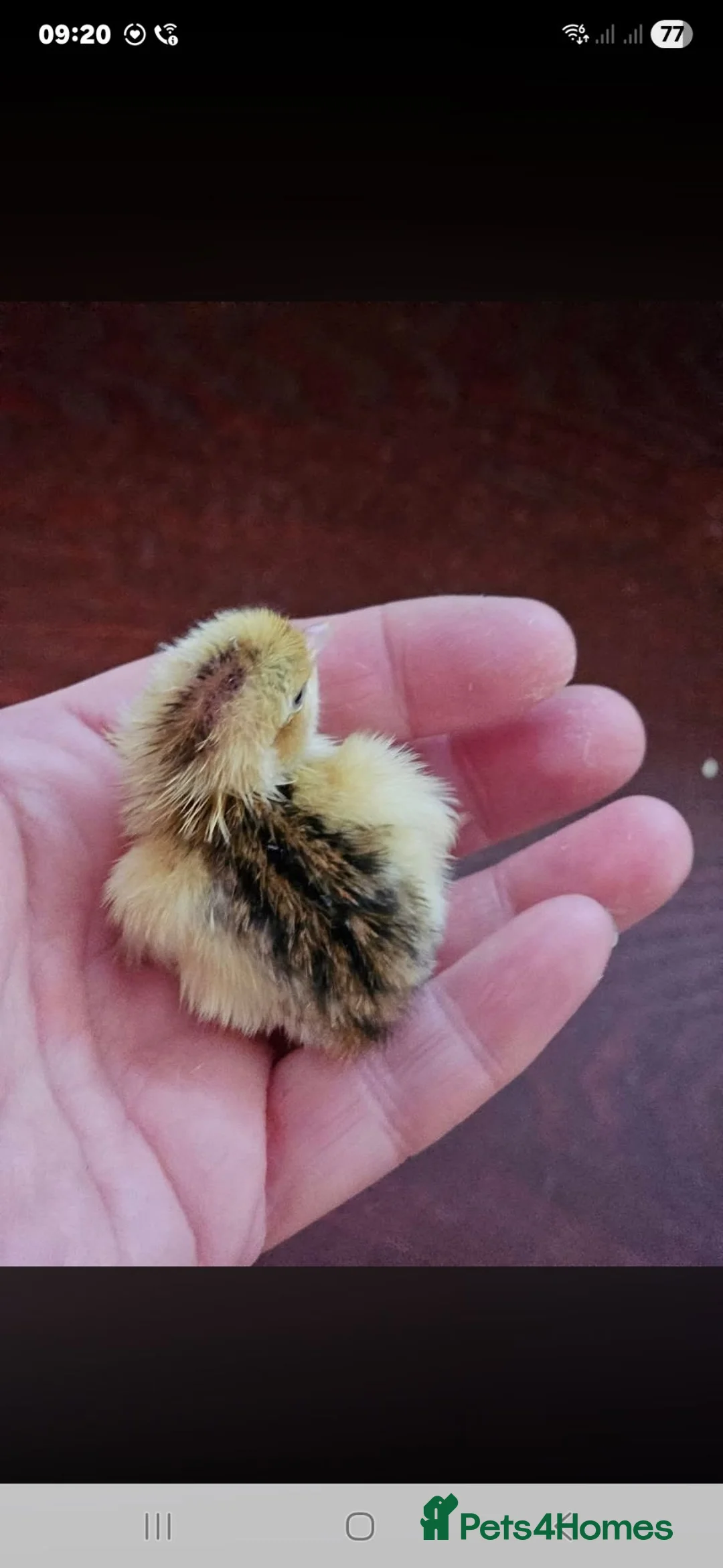 Quail poultry for sale: Corturnix Quail Chicks  - Advert 1