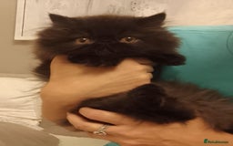 Persian cats for sale: Exotic Persian Kittens / last one baby boy in Romford - Image 12