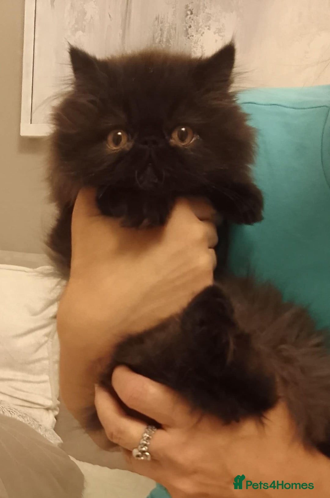 Persian cats for sale: Exotic Persian Kittens / last one baby boy in Romford - Image 12