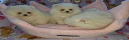 Pomeranian dogs for sale: 3 gorgeous, small white Pomeranians ready now!! - Advert 21