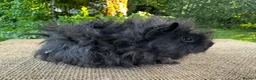Guinea Pig rodents for sale: Lunkarya pair of boars  - Advert 3