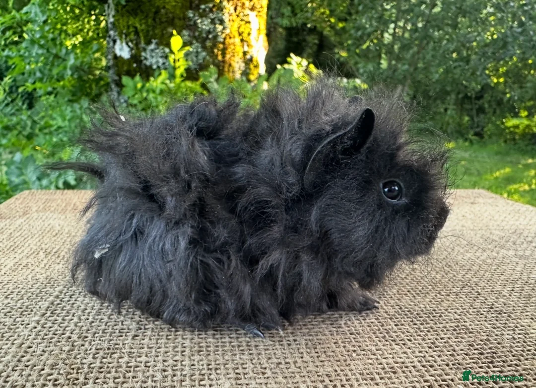 Guinea Pig rodents for sale: Lunkarya pair of boars  - Advert 3
