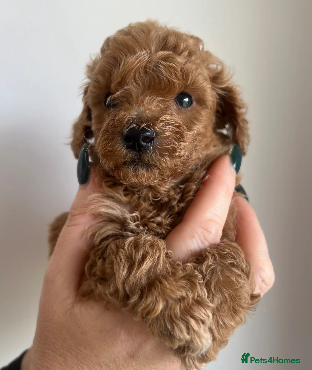 Toy Poodle dogs for sale: Toy poodle x puppies ready soon - Advert 17