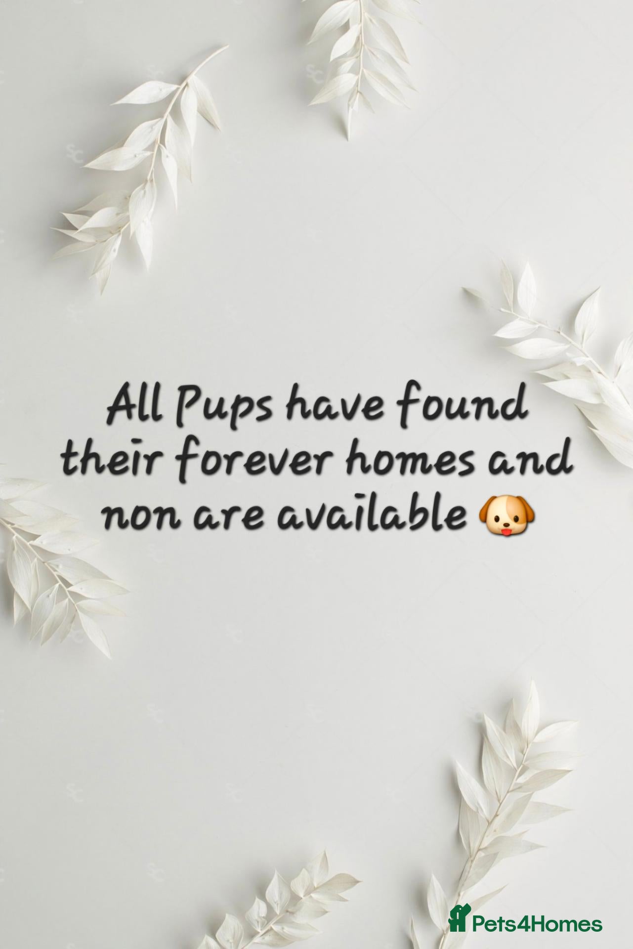 Staffordshire Bull Terrier dogs KC Blue Short Legged Staffordshire Bull Terrior - Advert 18