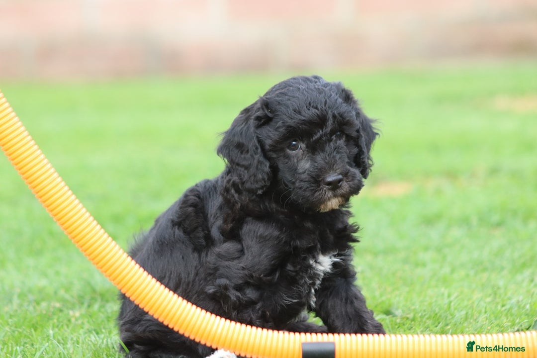 Cavapoochon dogs for sale: Beautiful Cavapoochon puppies for sale - Image 22