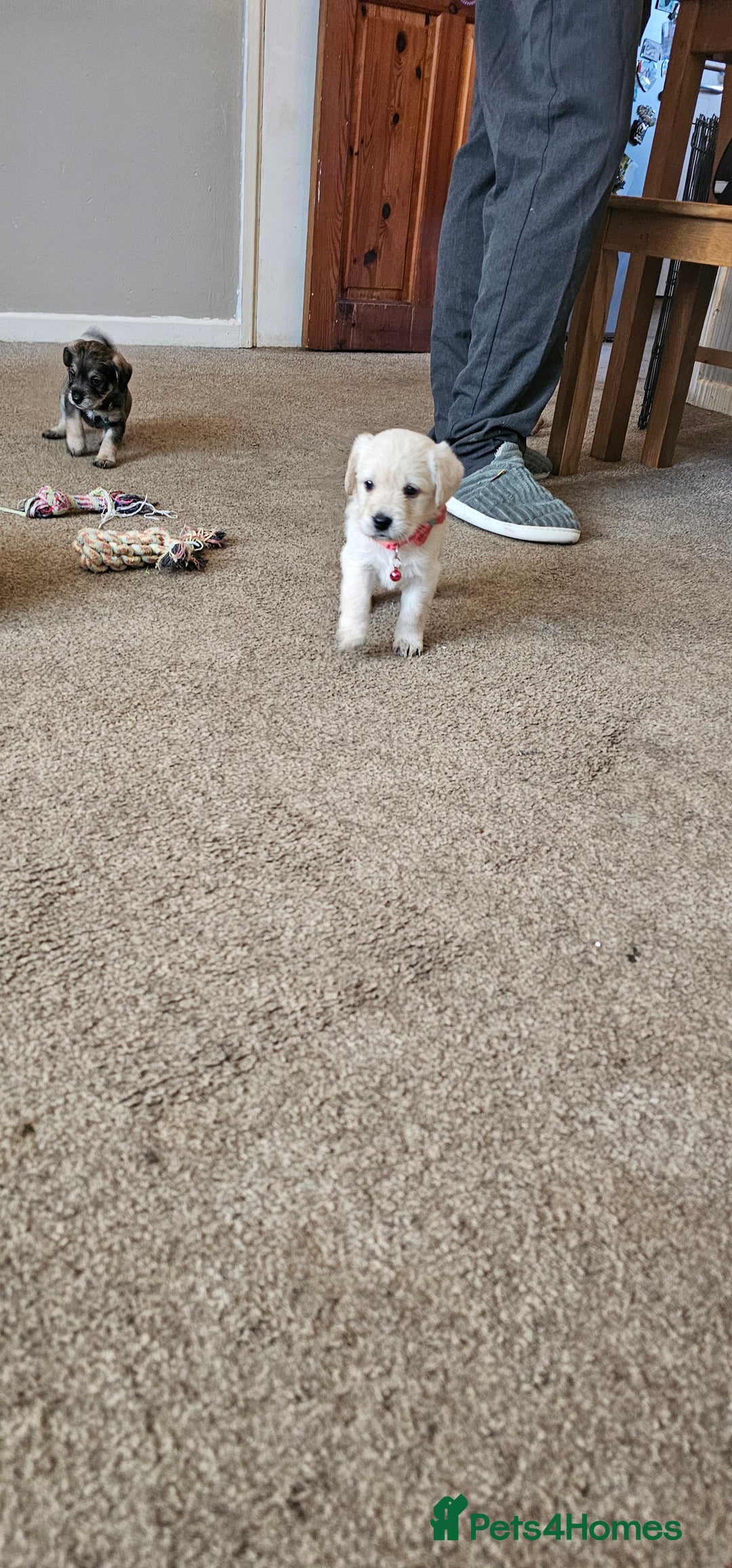 Schnoodle dogs for sale: Perfect schnoodles - Advert 19