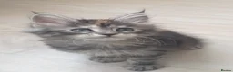Maine Coon cats for sale: Tica registered Maine Coons  - Advert 14
