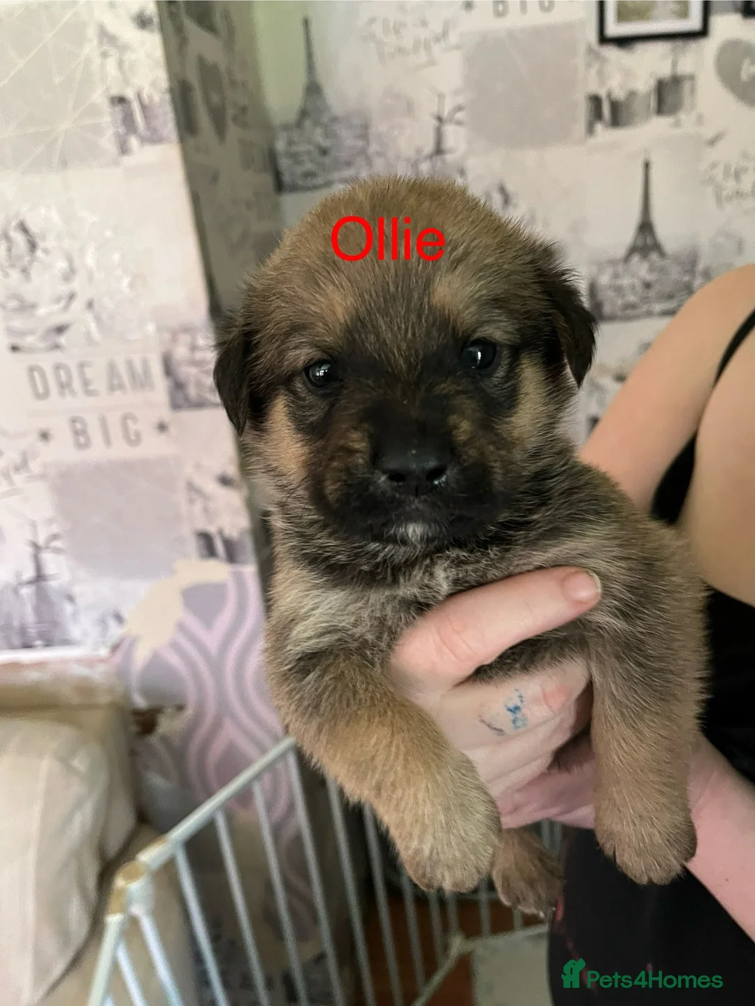 Mixed Breed dogs for sale: Rottweiler puppies  - Advert 2