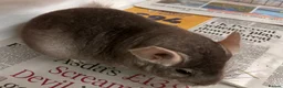 Chinchilla rodents for sale: Barbie, gorgeous beige girl - Advert 2