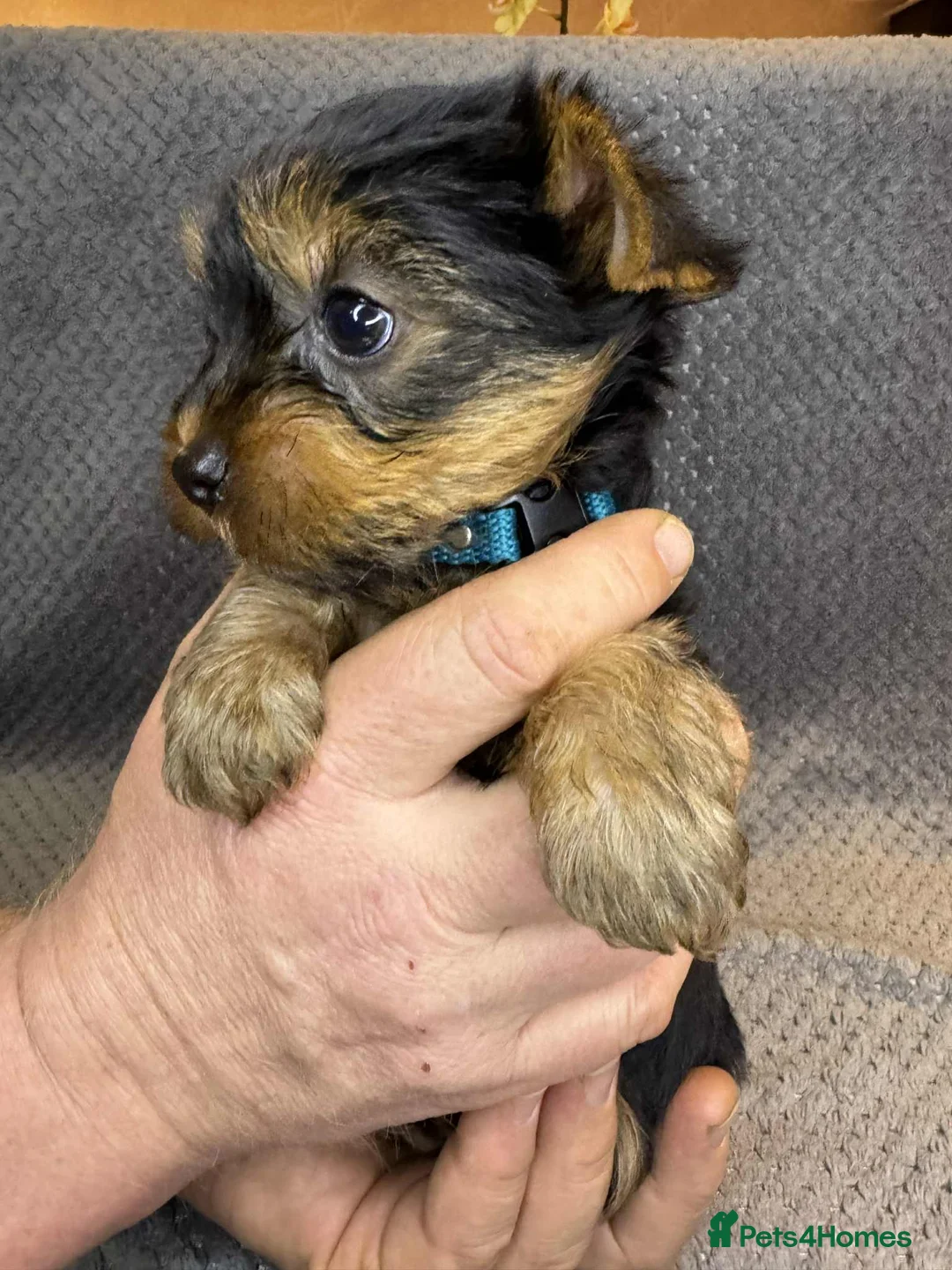 Yorkshire Terrier dogs for sale: For sale miniature Yorkshire terrier  - Advert 6