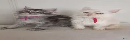 Maine Coon cats for sale: Stunning Maine Coon Kittens Ready Now ✨😻 in Poole - Advert 7