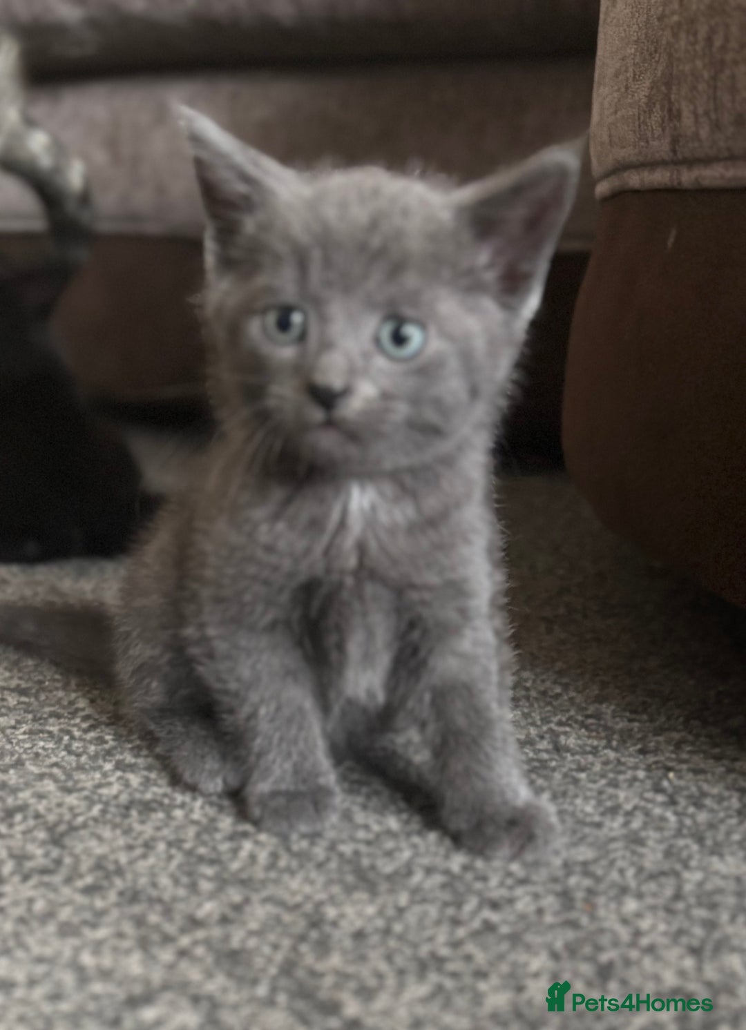 Mixed Breed cats for sale: 3 beautiful boy - Image 2