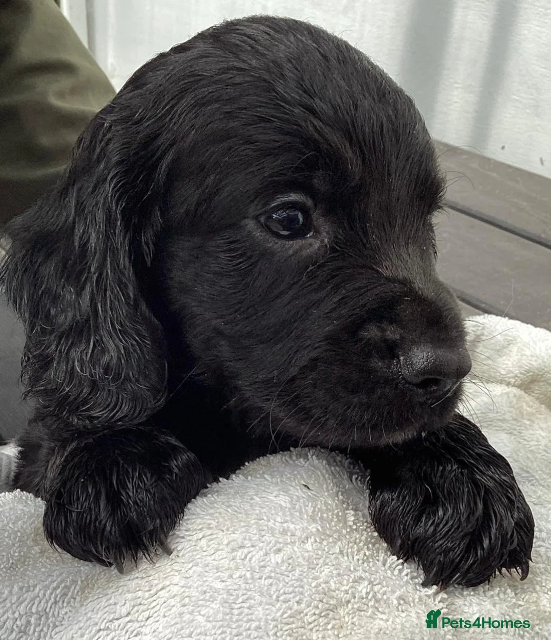 Cocker Spaniel dogs for stud: Working cockier spaniel stud  in Birkenhead - Advert 7