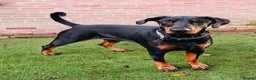 Dobermann dogs for sale: A Stunning strong KC Reg Black & Tan Doberman - Advert 10