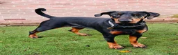 Dobermann dogs for sale: A Stunning strong KC Reg Black & Tan Doberman - Advert 10