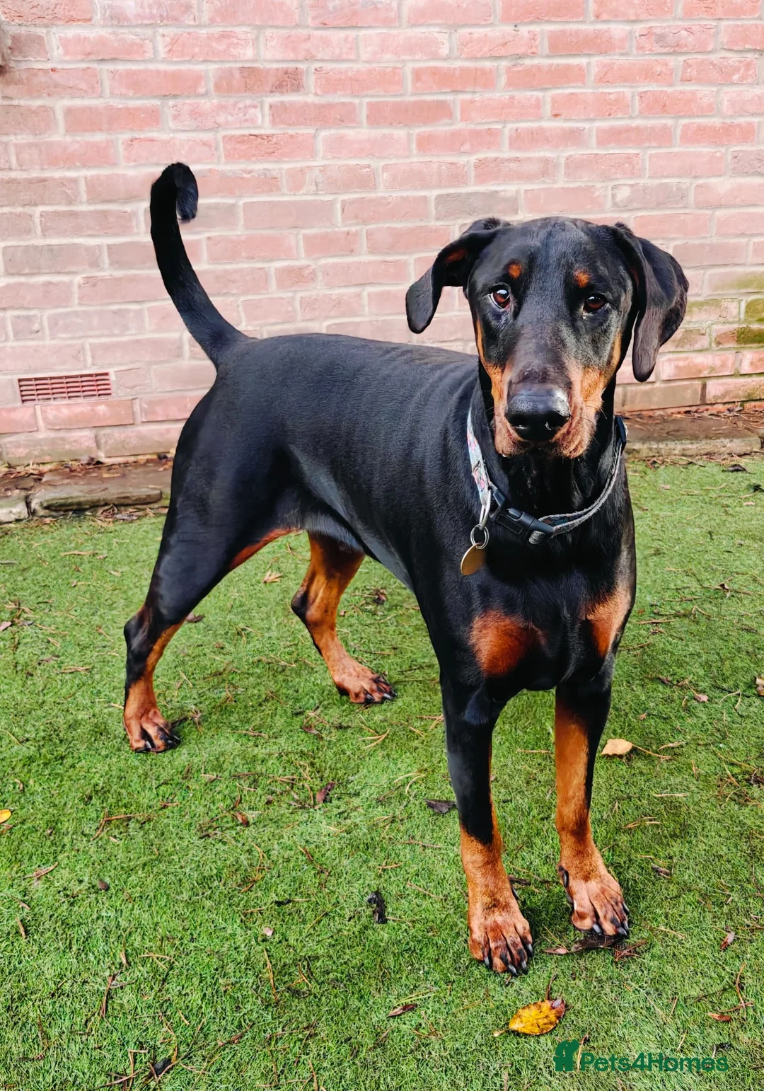Dobermann dogs for sale: A Stunning strong KC Reg Black & Tan Doberman - Advert 10