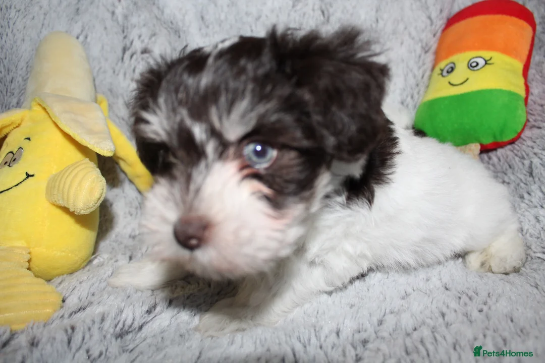 Miniature Schnauzer dogs for sale: KC Reg Chocolate Parti/Wheaten Miniature Schnauzer - Advert 2