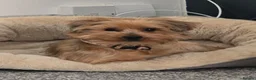Yorkshire Terrier dogs for sale: 🧸TEDDY🧸 FOR REHOME - Advert 6