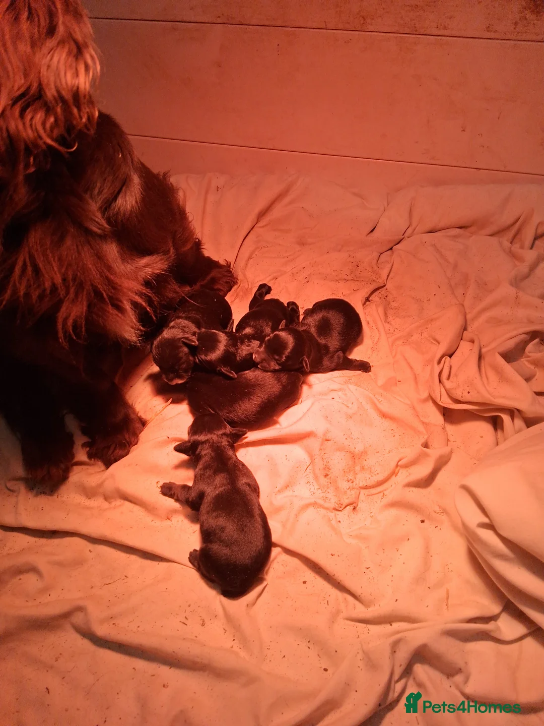 Mixed Breed dogs for sale: Cocker x Terrier puppies - Advert 2