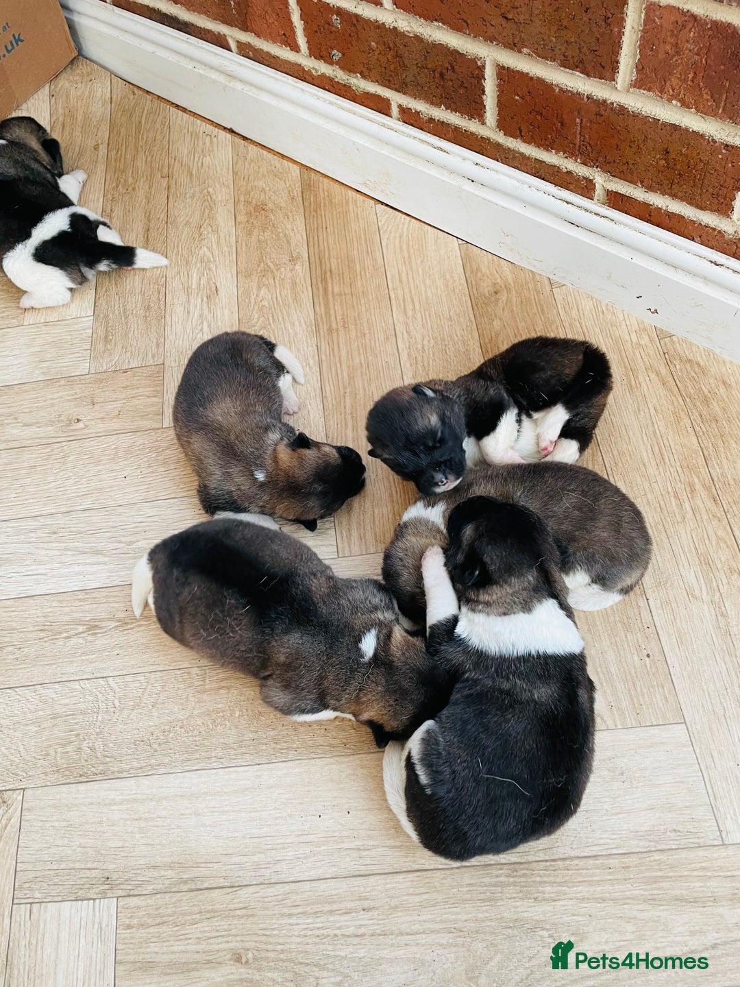 Akita dogs for sale: AMERICAN AKITA PUPPIES FOR SALE - Advert 8