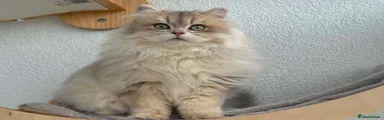 British Longhair 1