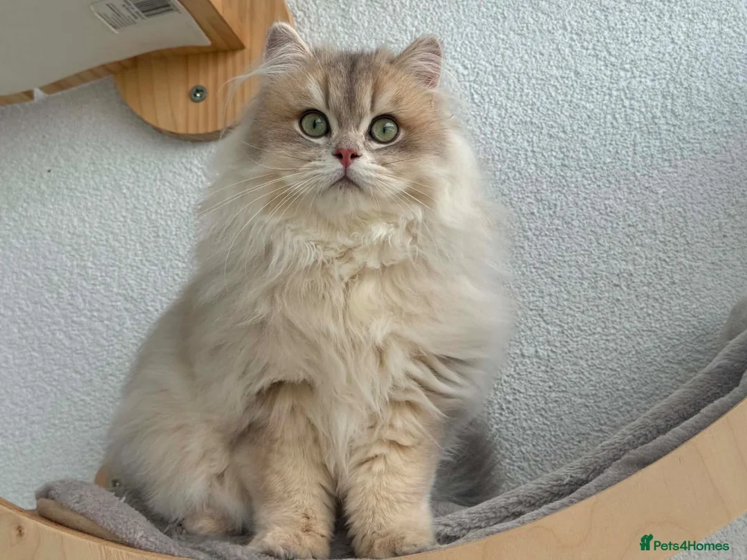 British Longhair cats for sale: Active-reg Stunning British Longhair for sale - Advert 4