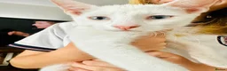 Mixed Breed cats for sale: Beautiful friendly pure white boy  in Stonehouse - Advert 4