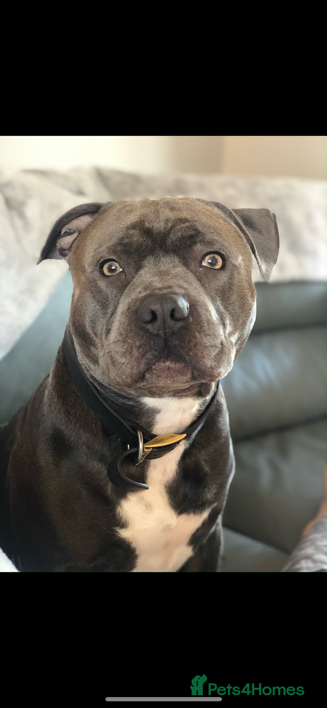 Staffordshire Bull Terrier dogs for stud: KC PROVEN Blue Staffordshire Bull Terrier for STUD in Wakefield - Advert 3