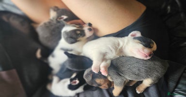Mixed Breed dogs - Advert 8