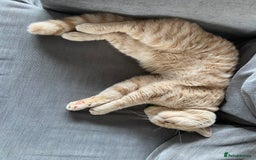 British Shorthair cats for sale: Male British short hair - Image 3