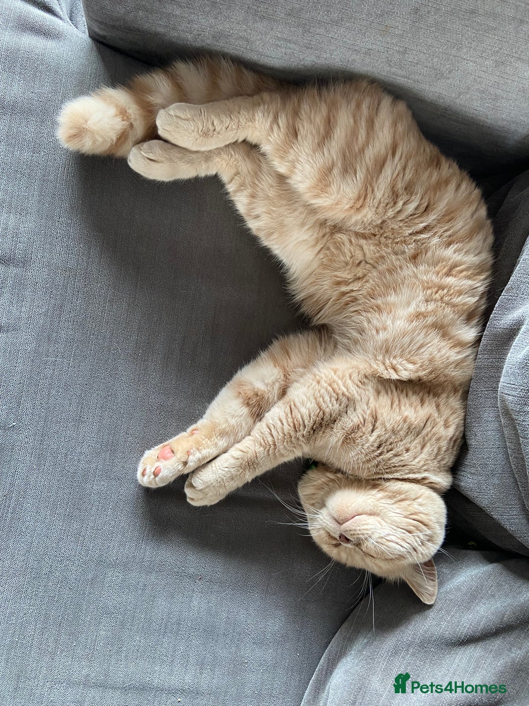British Shorthair cats for sale: Male British short hair - Image 3