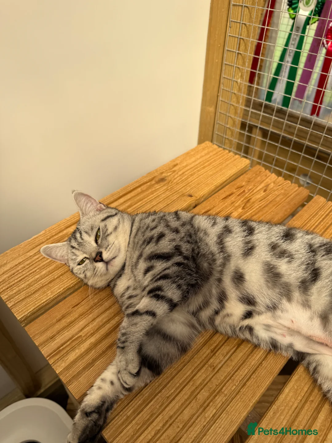 British Shorthair cats for sale: British shorthair  - Advert 1