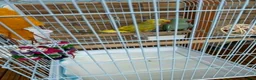 Ringnecks birds for sale: Indian Ringneck parrots — male and female in Doncaster - Advert 1