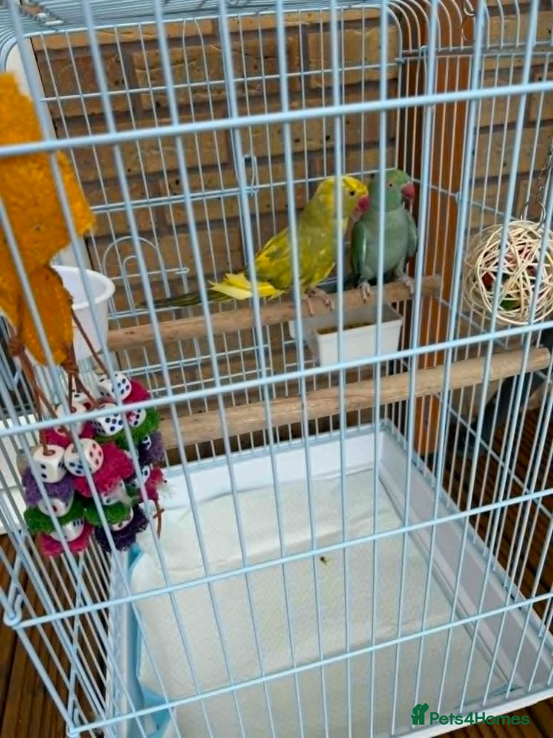 Ringnecks birds for sale: Indian Ringneck parrots — male and female in Doncaster - Advert 1