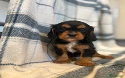 Cavalier King Charles Spaniel dogs for sale: 4 stunning B&t chocolate carrier cavaliers - Image 8