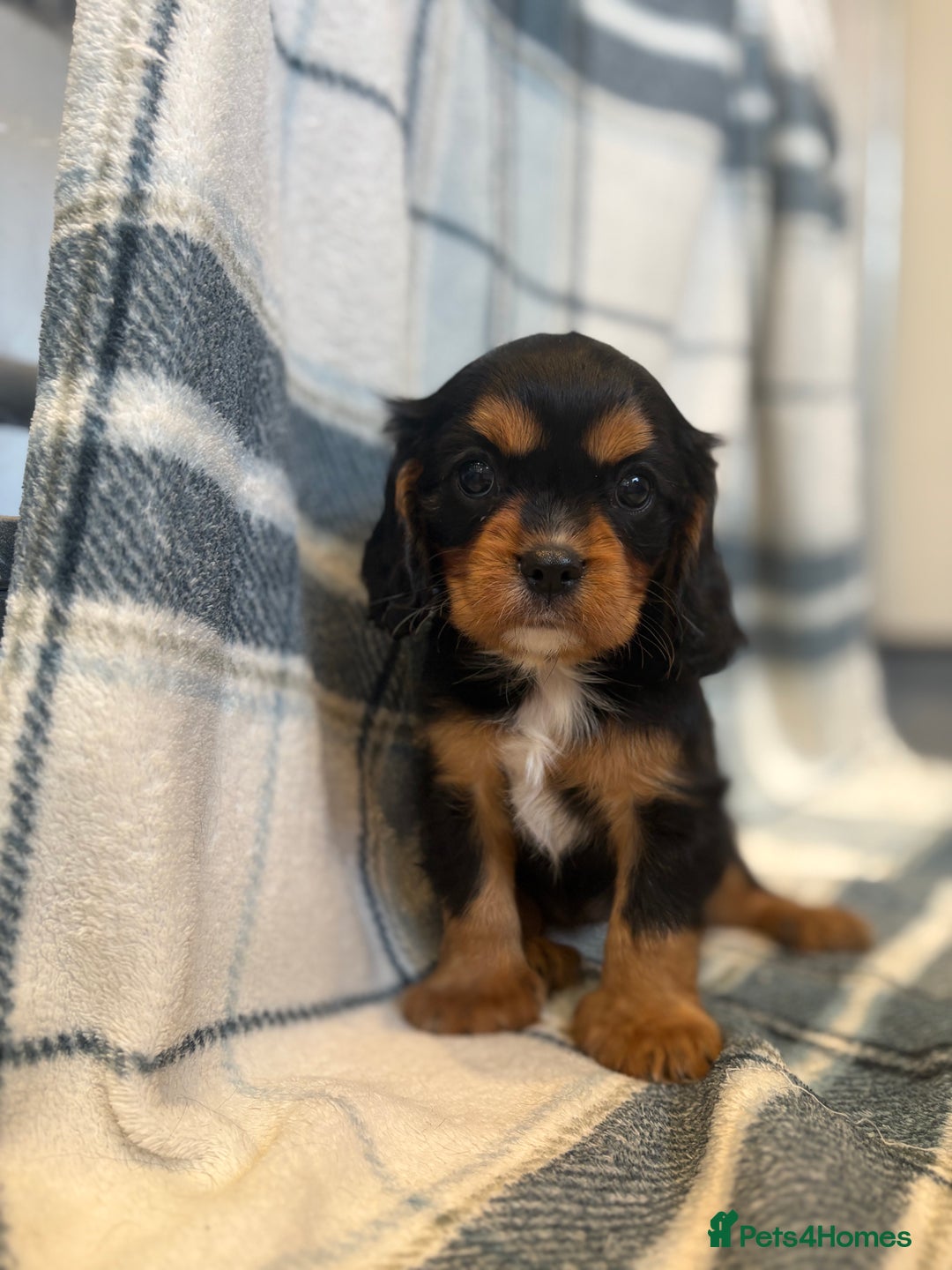 Cavalier King Charles Spaniel dogs for sale: 4 stunning B&t chocolate carrier cavaliers - Image 8