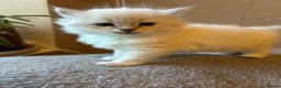 Siberian cats for sale: 💖 Home Raised Fluffy Siberian Kittens  - Advert 5