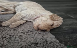 Miniature Poodle dogs for sale: LUXURY Litter of KC Registered Miniature Poodles - Image 11