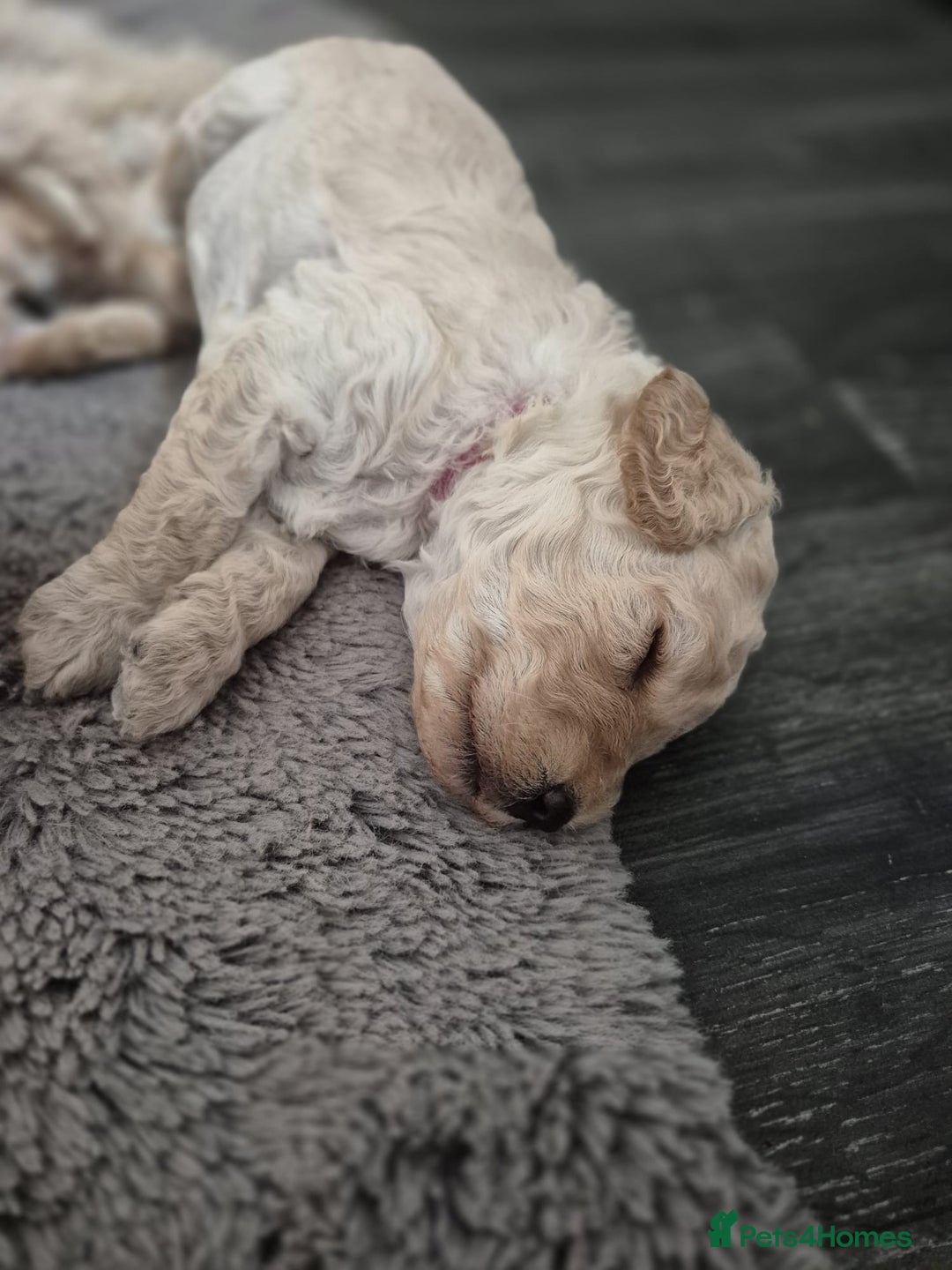 Miniature Poodle dogs for sale: LUXURY Litter of KC Registered Miniature Poodles - Image 11