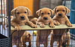 Labrador Retriever dogs for sale: 1 BOY LEFT!! Fox Red Labrador - Working Lines - Image 4