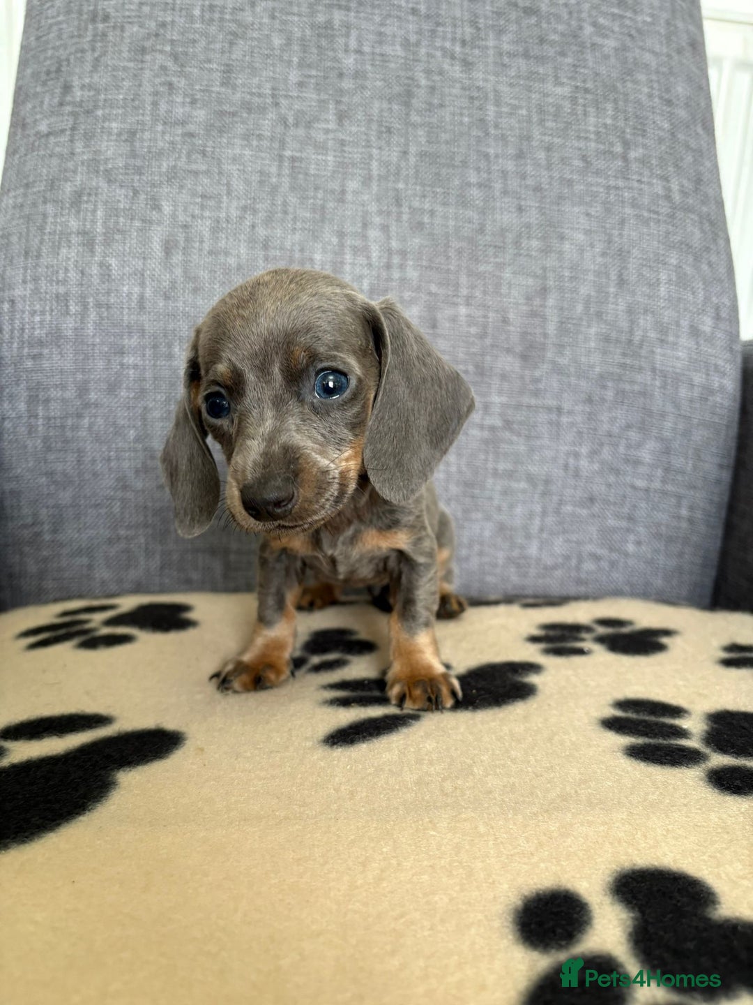 Dachshund dogs for sale: Miniature Dachshund puppies  - Image 11