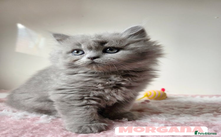 British Shorthair cats - Advert 4