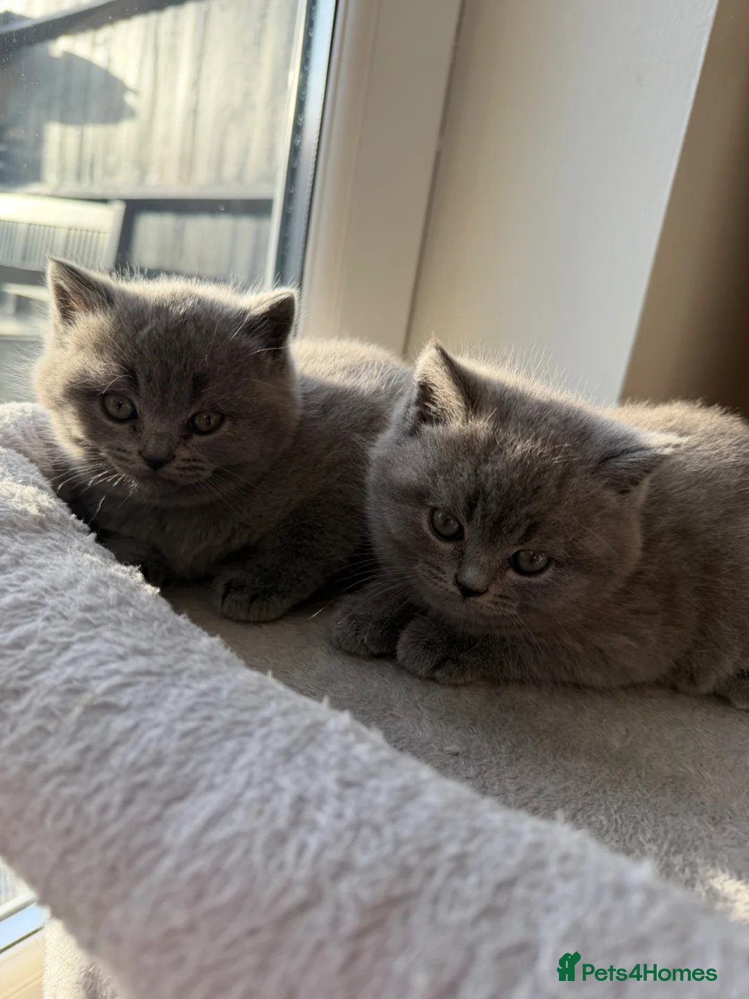 British Shorthair cats for sale: Female and Male  in Basildon - Advert 3