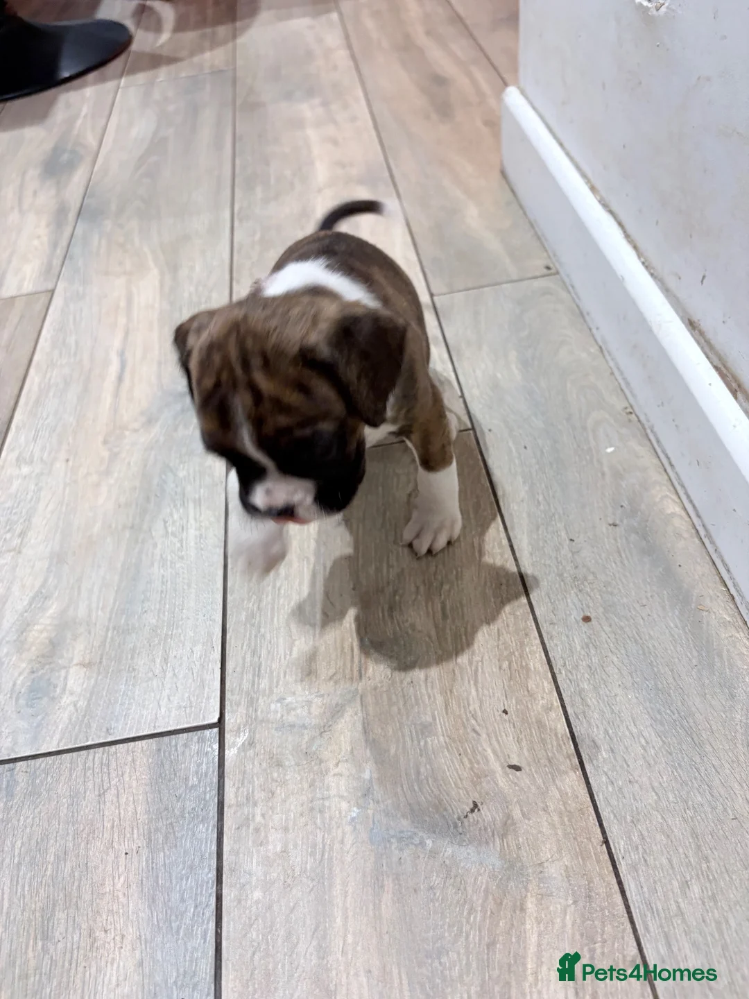 Boxer dogs for sale: KC Registered Boxer Puppies in Atherstone - Advert 5