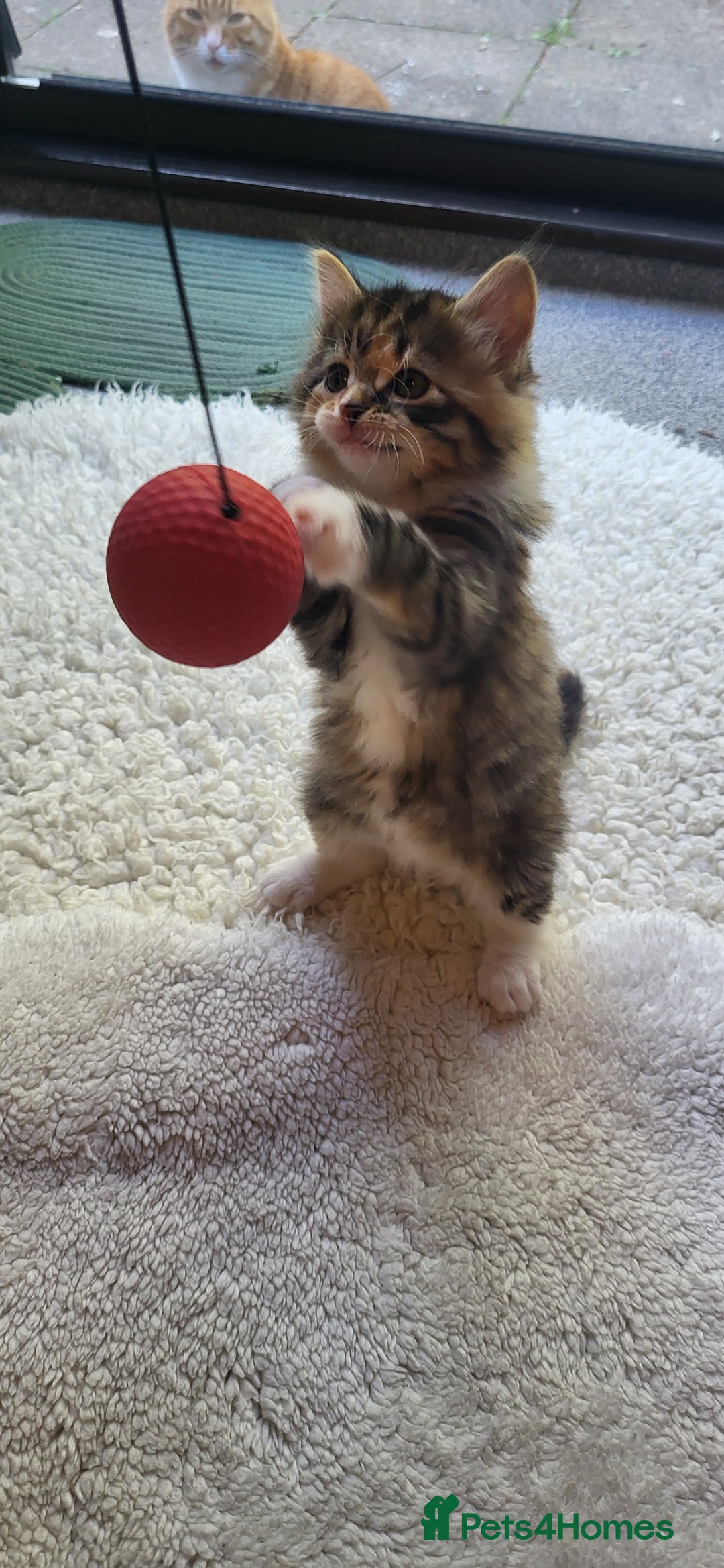 Mixed Breed cats for sale: Lovely kittens Looking for new Homes  - Image 9