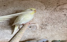 Budgerigars birds for sale: Beautiful Budgies - Image 8