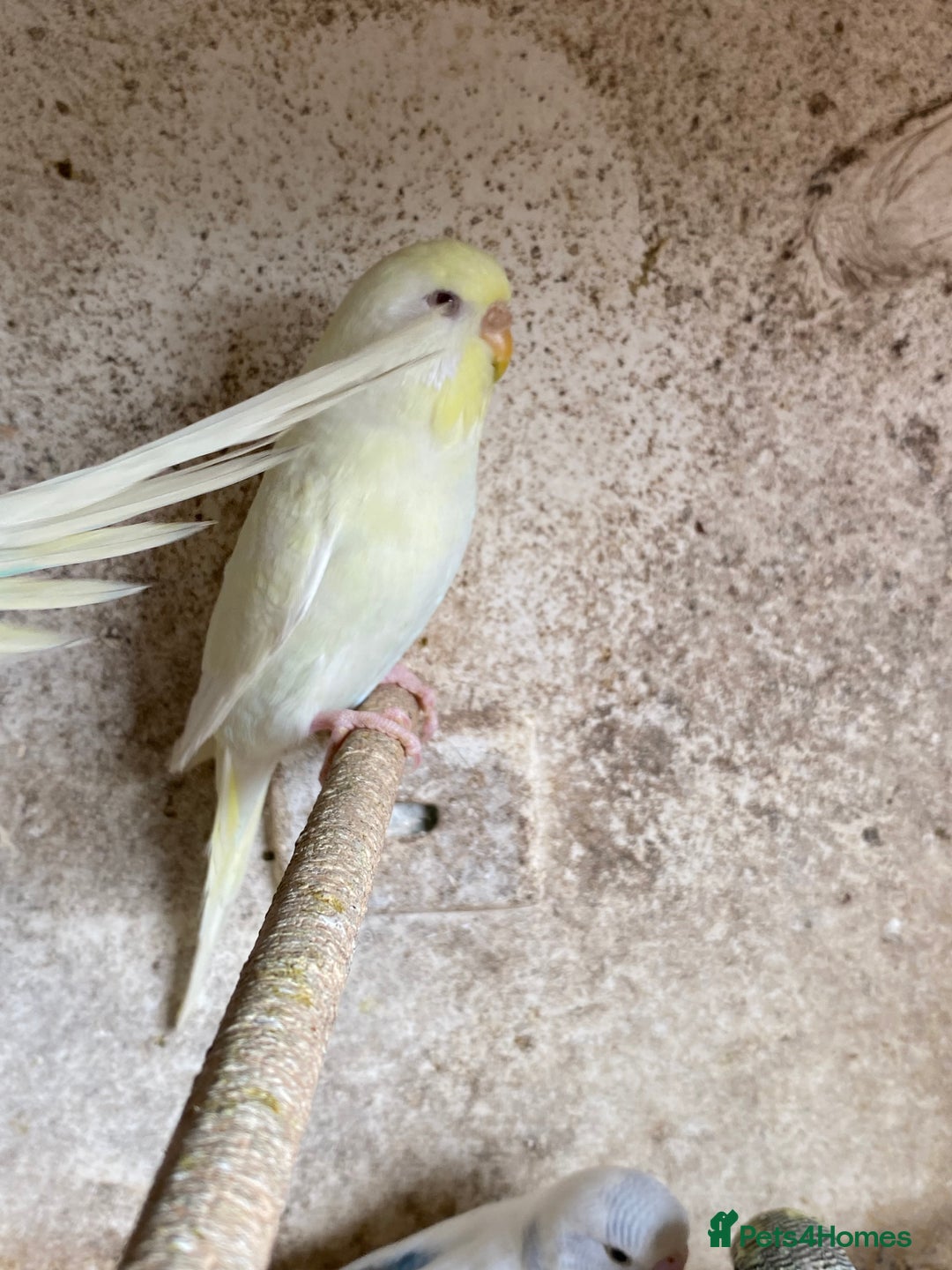 Budgerigars birds for sale: Beautiful Budgies - Image 8