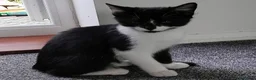 Mixed Breed cats for sale: Girlie - Advert 5