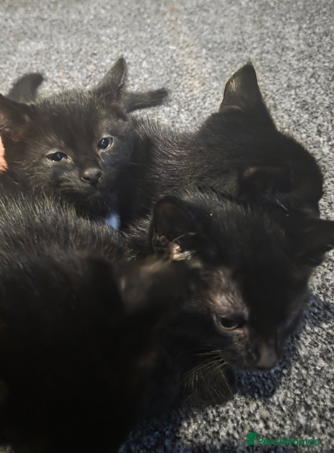 Maine Coon cats for sale: 4 half mainecoon kitties ready for a home - Image 2